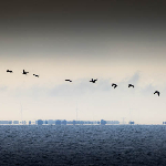Silhouettes in nature photography