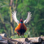 Crop or use a teleconverter?