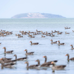 Focusing on Large Groups of Animals