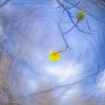 Bringing Spring to Life in Photos