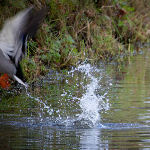 Photographing birds? Practise first.