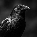 Bird photography? Don't forget the common species.