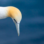Bird Photography and Flash