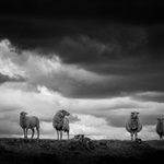 Black and white photography tip: all types of photography work in black and white Black and white photography tip: all types of photography work in black and white