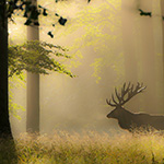 Nature photography tip: Make the most of misty mornings