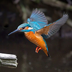 Nature photography tip: Film your action shots