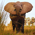 An elephant at five metres